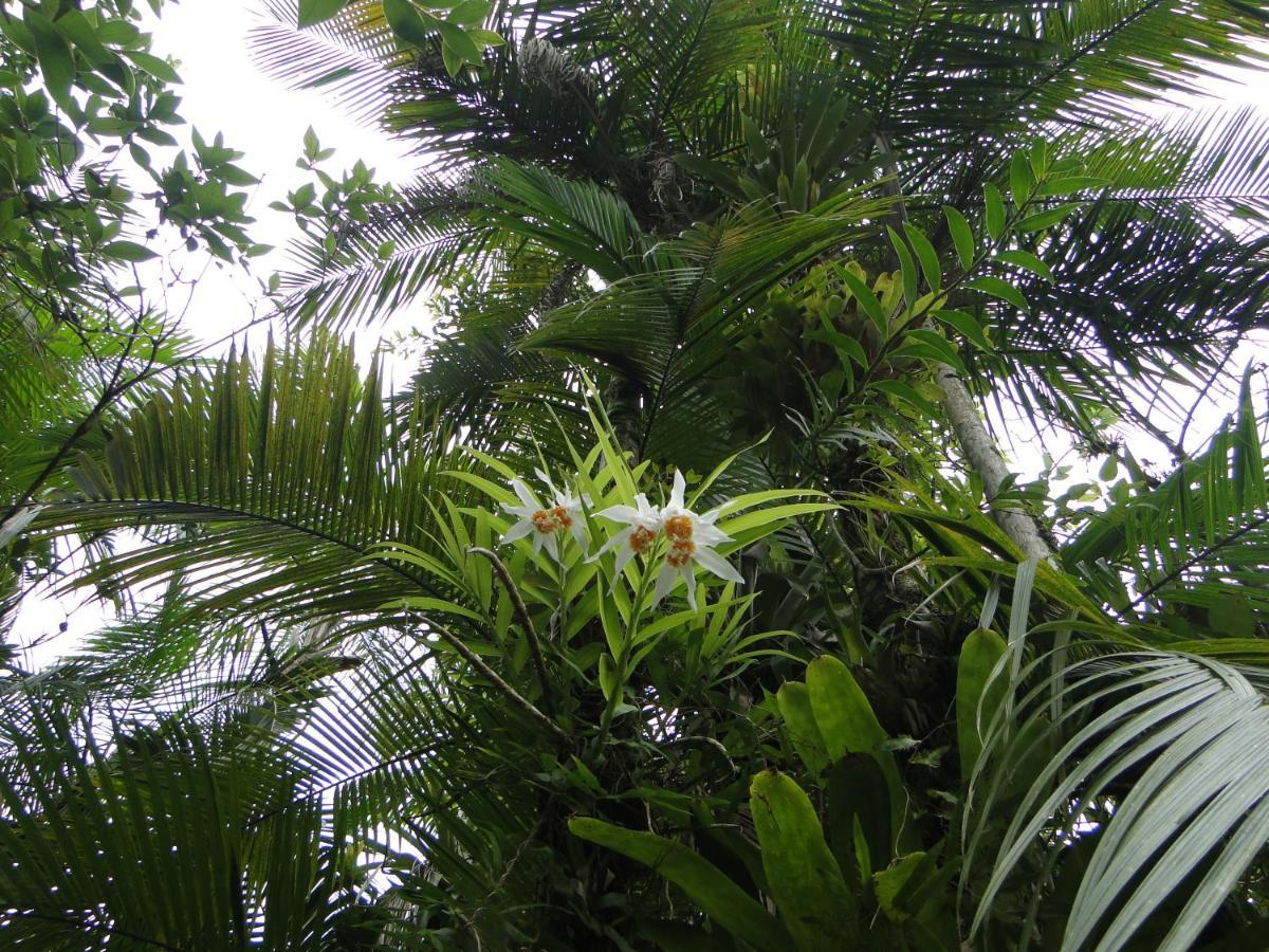 Pousada Do Oasis Morretes Kültér fotó